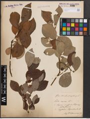 Foto von Salix caprea L.